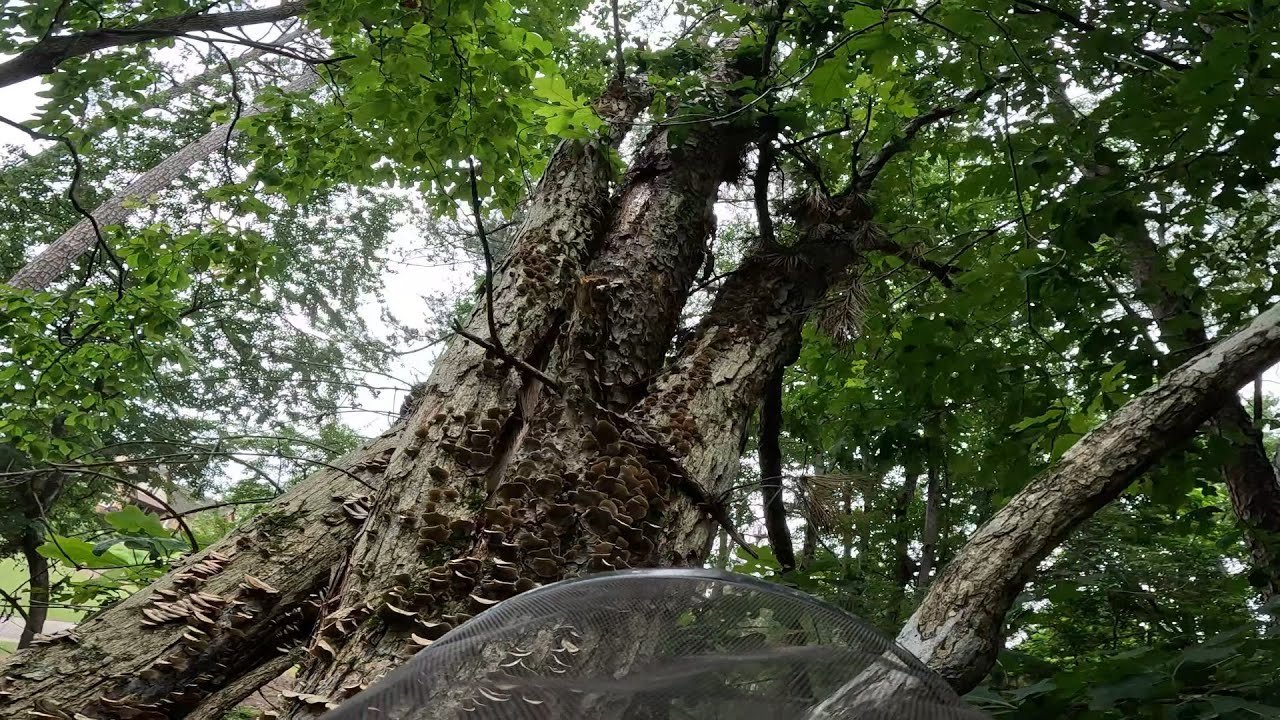 Sketchy Tree Removal - YouTube