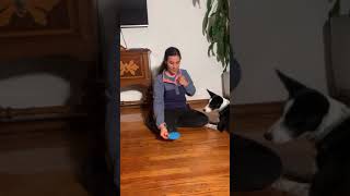 Paw Target: Step One