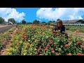 Cutting Flowers & Planting More Fall Crops! 🌸✂️🥬 // Garden Answer