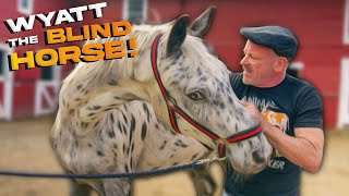 WATCH A 30-YEAR-OLD BLIND HORSE GET ADJUSTED BY THE ANIMAL CRACKER! #horserescue #animalchiropractic