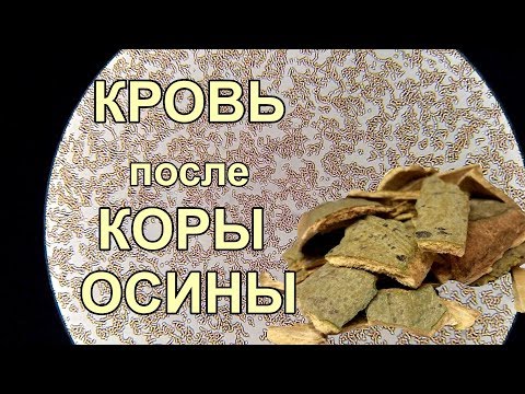 Кровь после коры осины. Работает