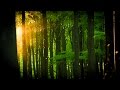 European Wilderness - Ancient Beech Forests of Germany