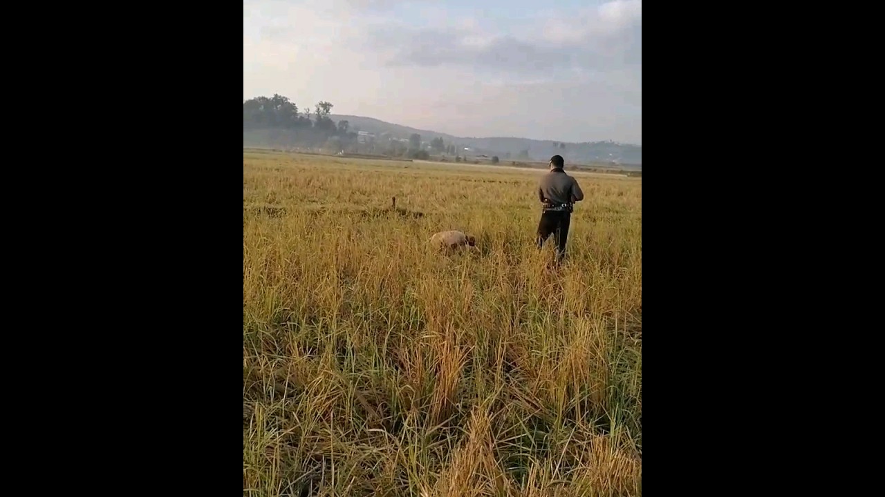 هوازنی بلدرچين با ستر انگلیسی.huntingquail