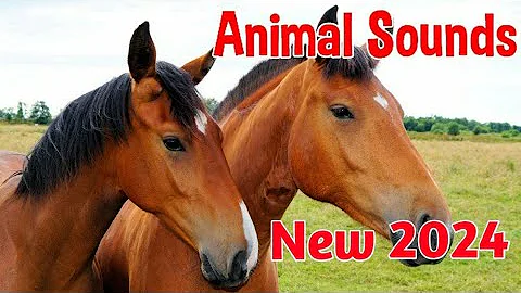 Animal Sounds for Children ( 20 Amazing Animals Sounds) New 2024 Edition