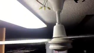 36 Evergo Ceiling Fan