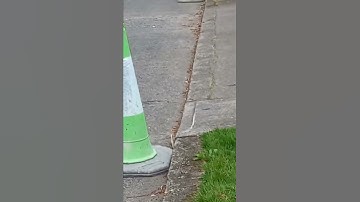 Green Traffic Cone Sighting!