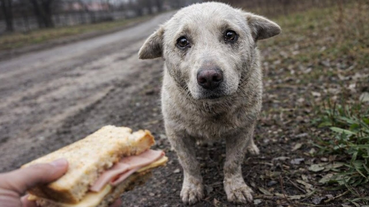 Раненый пёс убегал от обидчиков и упал у ног человека. Мужчина протянул ему бутерброд и пес заплакал