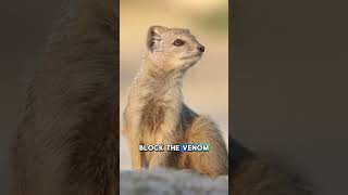 How Can This Small Animal Beat a King Cobra?! #animystic #facts #wildlife #animalfacts #animals