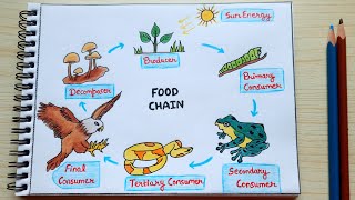 Food chain diagram easy | How to draw food chain drawing step by step easy | artYo