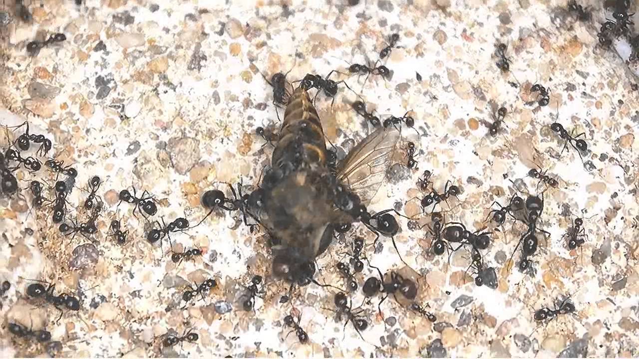 Messor barbarus bearbeiten große Stechfliege