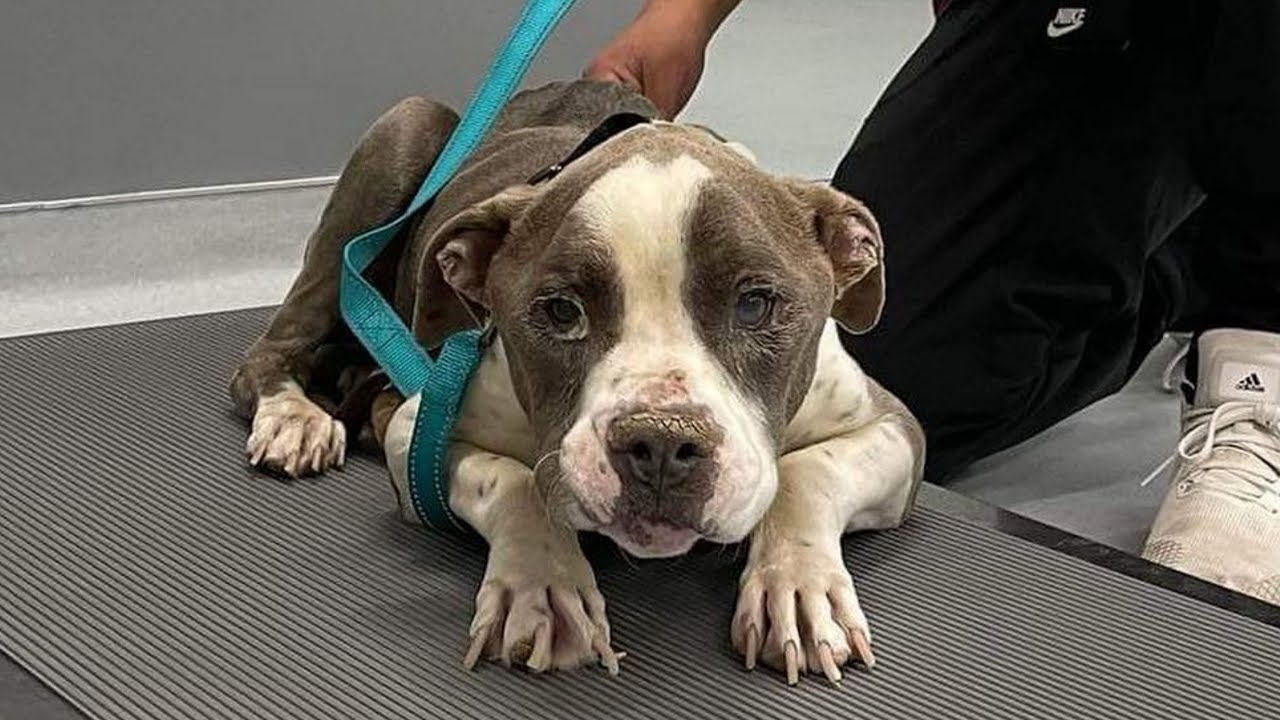 A neglected shelter dog changes completely after being adopted.