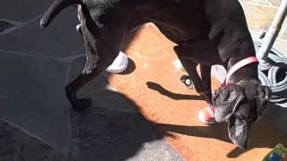 The Paw Touch Board 2
