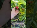 The Strawberry Bed Surprise #onions #beastandberryfarm #homesteadingfamily #farmsteadingfamily