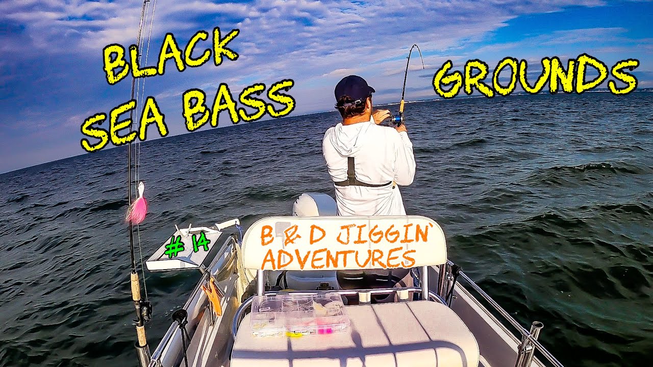 Black Sea Bass bigger & bigger each catch! Long Island Sound fishing