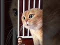 what is the cat saying? 😹 #cat #funny #cutecat #adoreble