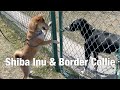 Shiba inu and border collieleo met a border collie during his walk