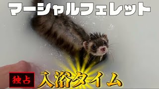 クロロさんの入浴タイムに密着