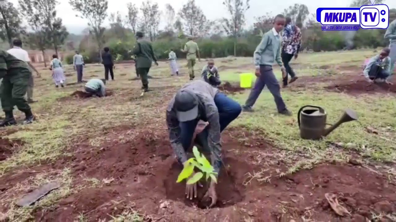 MAMLAKA YA HIFADHI YA NGORONGORO,WILAYA YA KARATU NA WILAYA YA NGORONGORO WAMEPANDA MITI 