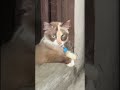 Lea ngapain sih 😅 #cat #munchkinfold #prettycat  #reels #videoshort #kucinglucubandung #kucingimut