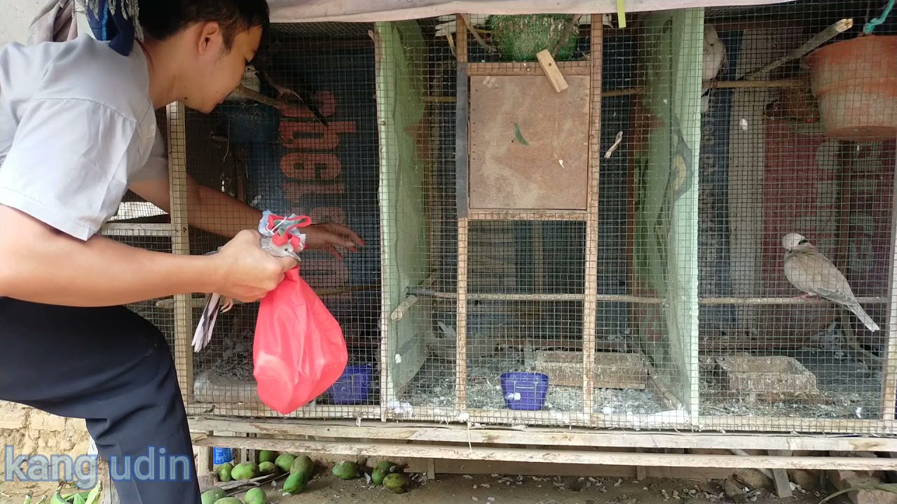 panen anakan burung cuhu dan puter albino