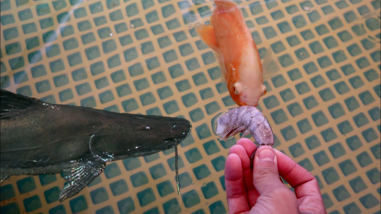 video phone beyonce mp3 NEW FISH GALLERY 2.0! THE WAIT IS OVER! *Fish Feeding*