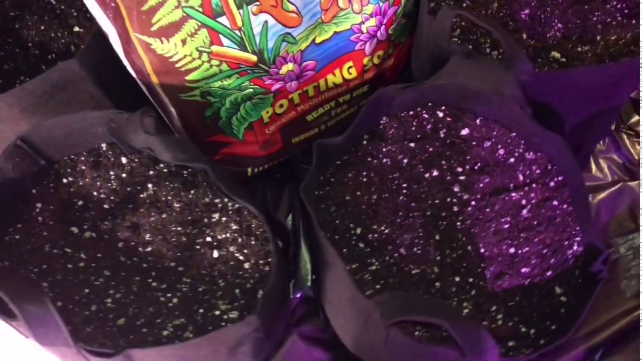 Growing Cannabis  ..with My Growmies