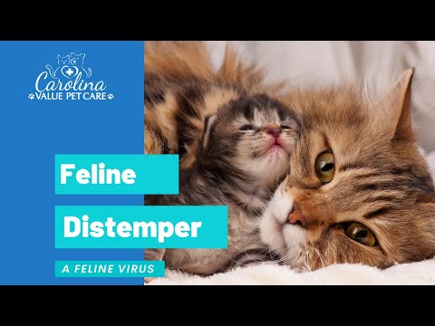 Video: Wat te doen als uw kat separatieangst heeft