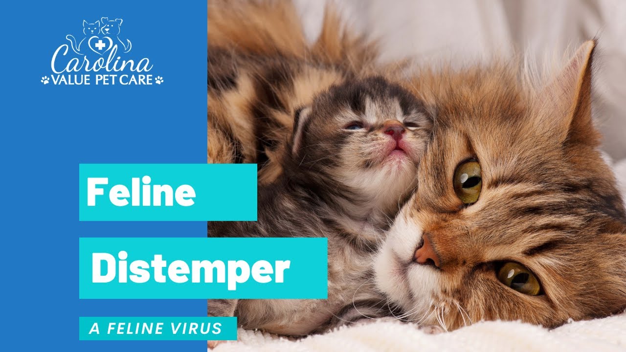 Feline Distemper- What Is It?