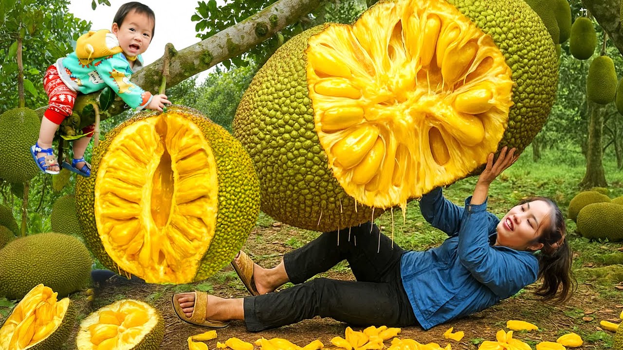 Single mom Harvests jackfruit to sell & Cook nutritious porridge for my son