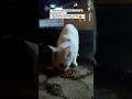 Ketemu Kucing Putih Coklat Kelaparan Malam Hari 😭 | Pamulang #fypシ゚viral #cat