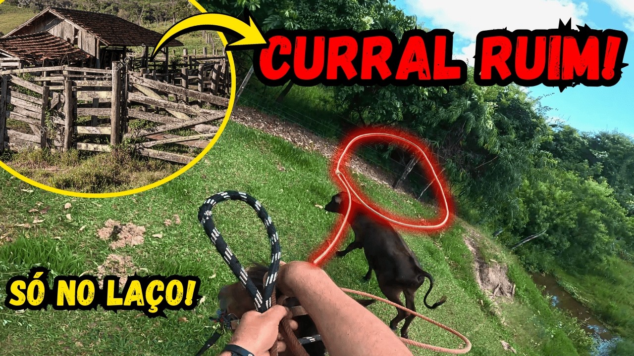 Vacinando Gado em Curral Ruim… Tivemos que Laçar UM POR UM 😱