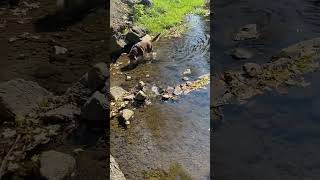 The dogs enjoying the sunshiny creek today. Soaking up these summer rays while they last! #wny #716