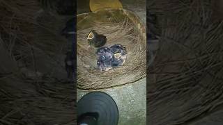 Pemberian Jangkrik Yg Tepat