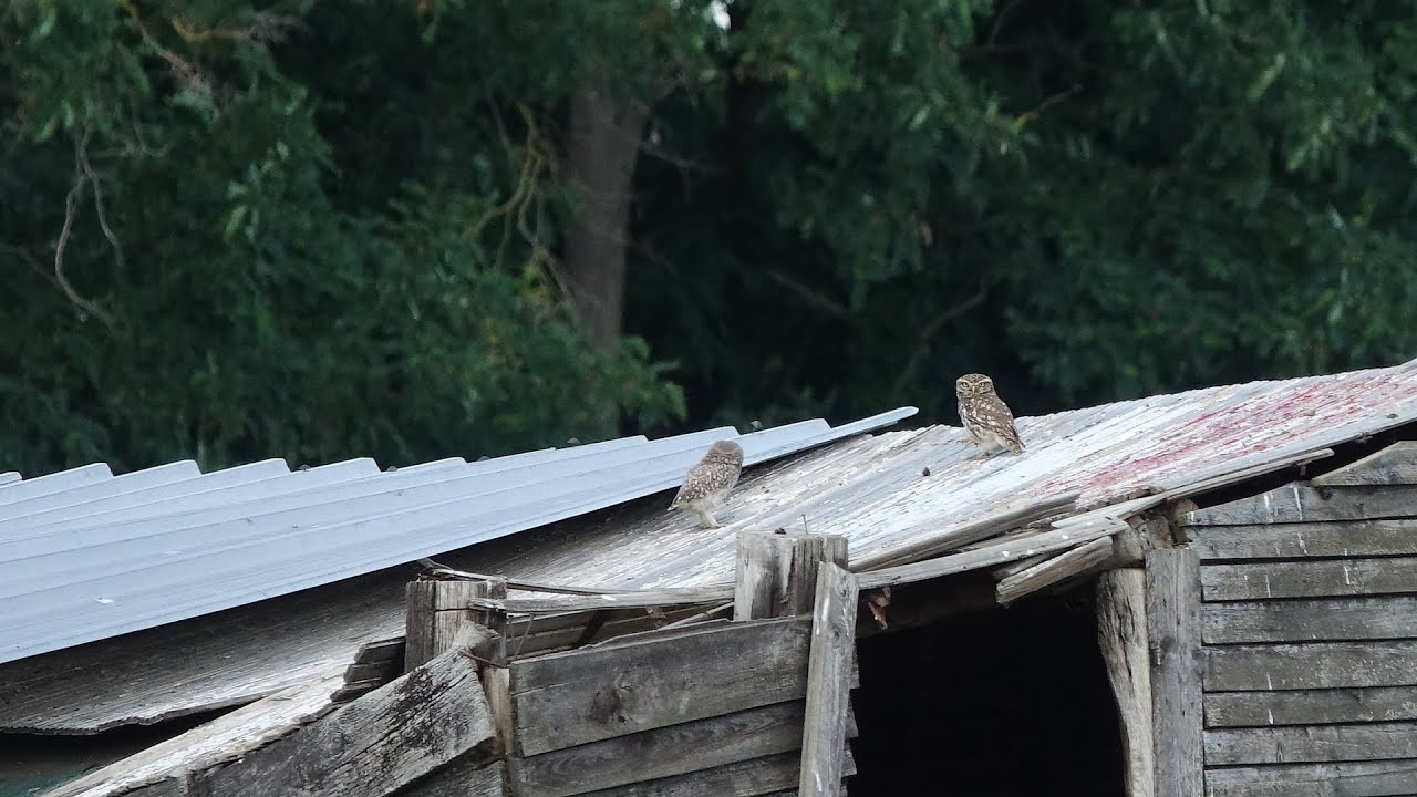 Birding the Belgian countryside. Hot and dry Covidsummer 2020.