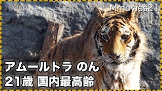 アムールトラ のん 国内最高齢21歳 前を確かめながらゆっくり歩く