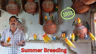 How To Breed African Lovebirds During Summer | VinVin Birds | Tamil | VV's