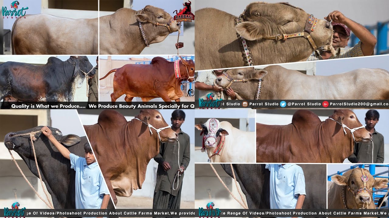 Rabbani Cattle Farm 2017