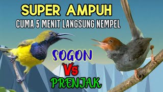 The Most Powerful Sounds of SOGON and PRENJAK LIAR