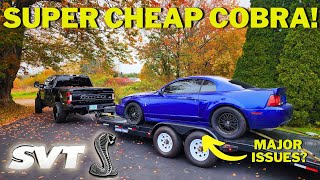 I Bought The CHEAPEST (And Worst) 2003 SVT Mustang Cobra - NEW PROJECT!!