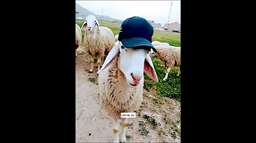 ترند كي كنت صغير كنت نرمي فلوس فروقارا 