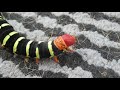 Rasta caterpillar (scientific name Pseudosphinx)