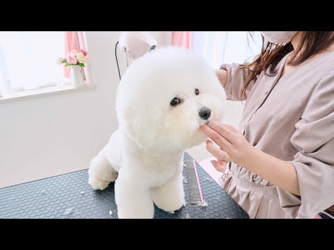 巨大な頭のビションフリーゼをカットしていきます！