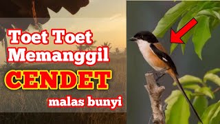 Toet toet CENDET pancingan untuk CENDET malas bunyi.Pentet