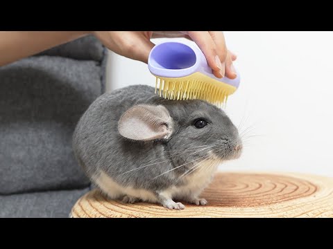 ペットティーザーでチンチラをブラッシングしたらツヤツヤになった!