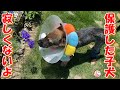 保護犬 子犬 仲間がいないけれど寂しくないよ おまけコーナー 保護犬 子犬 仲間がいないけれど寂しくないよ おまけコーナー