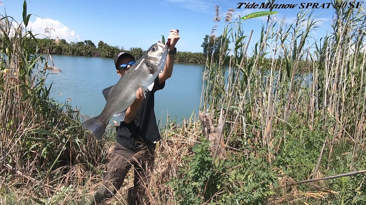 Λαβράκια, με το Tide Minnow Sprat!!!