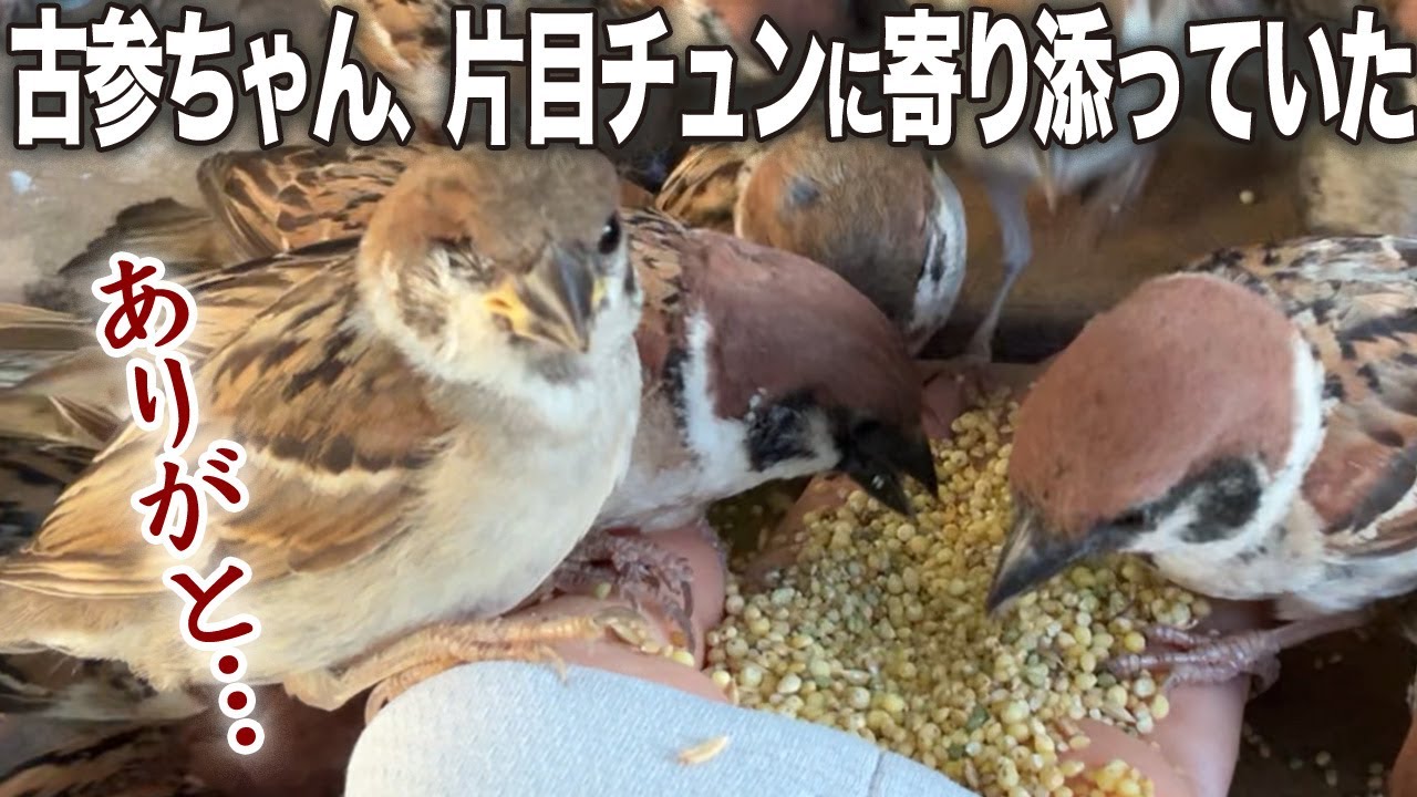 やさしい世界 - YouTube