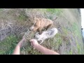 Ferreting in paradise - Longnets&Dogs