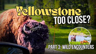 Our Yellowstone Adventure Part 3: Dangerous Bison Encounter & Rare Moose Twins