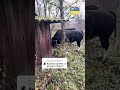 Що с ними робити? Бичок привів всю свою родину до нас на позицію.